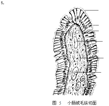 消化系统实训